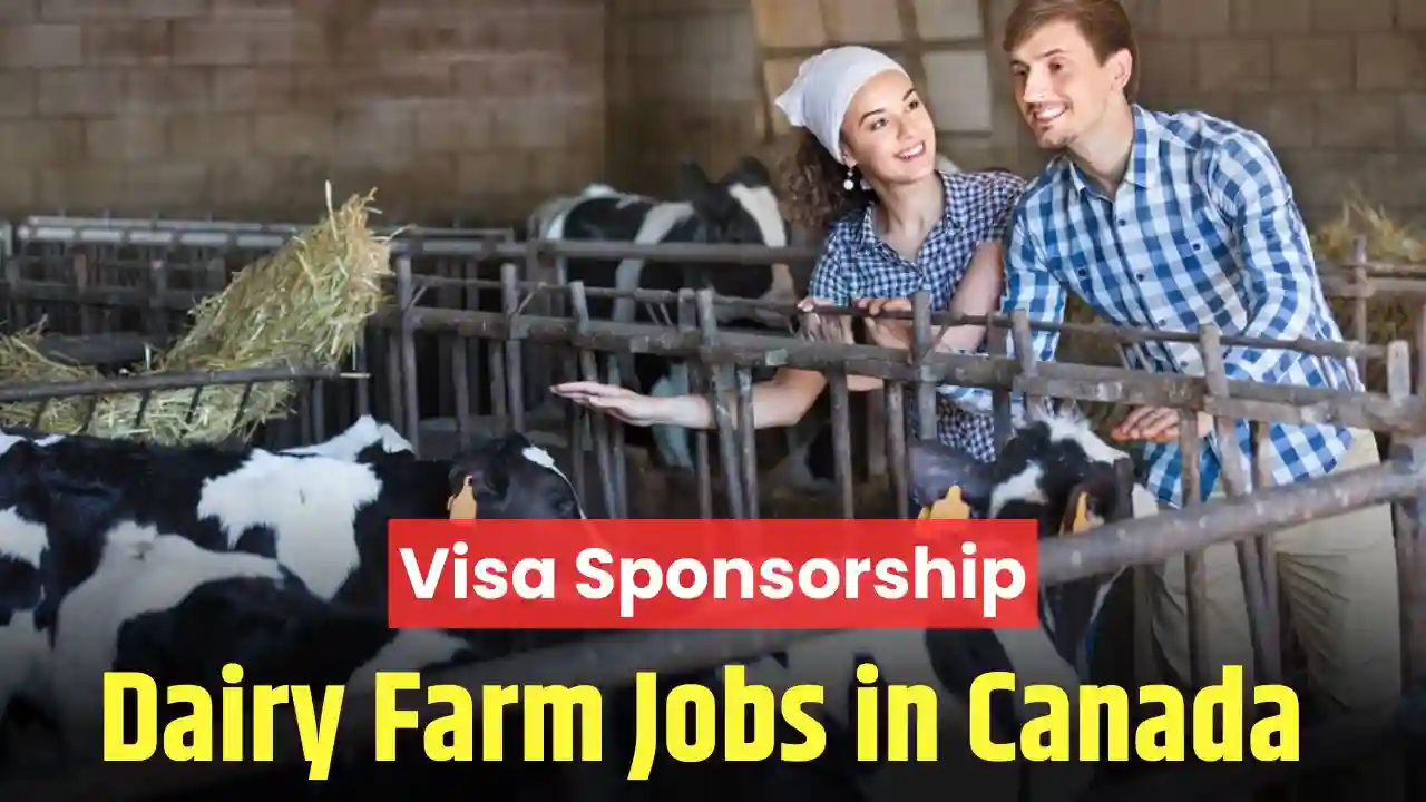 Dairy Farm Jobs in Canada in 2024